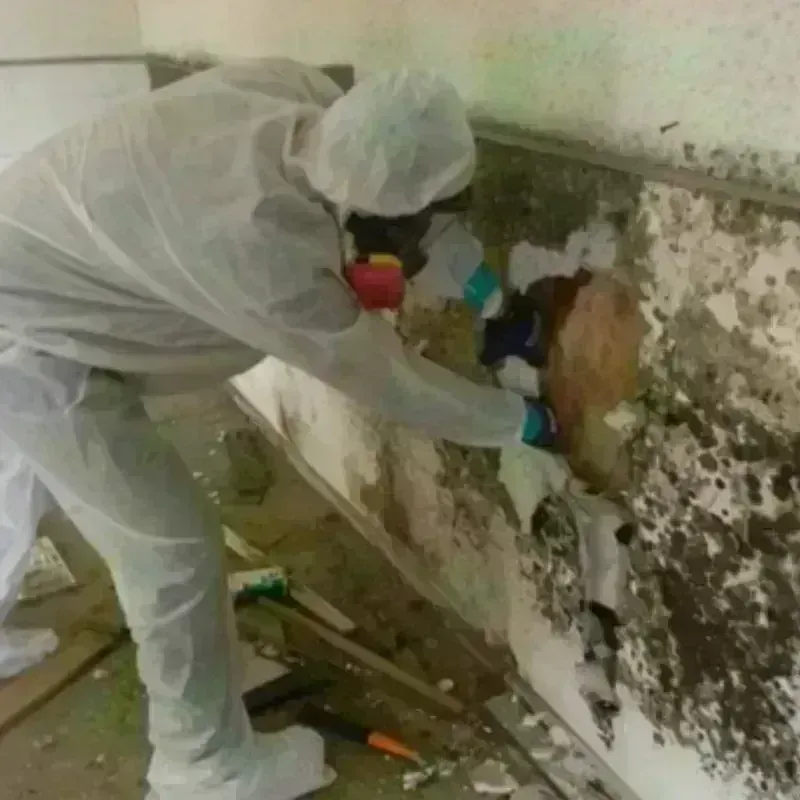 Mold Remediation and Removal in Blackville, SC